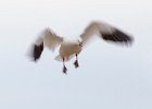 4 Snow Goose Coming In .jpg